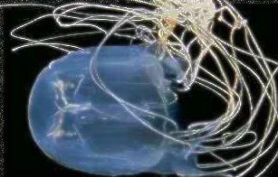 Box jellyfish